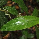 Cestrum schlechtendalii leaf picture by Nelson Zamora Villalobos (cc-by-nc)