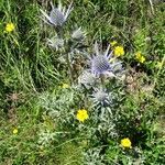 Eryngium bourgatii habit picture by Alain Bigou (cc-by-sa)