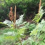 Osmunda regalis habit picture by Clara Wagner (cc-by-sa)