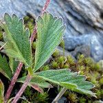 Potentilla grandiflora leaf picture by Fabien Anthelme (cc-by-sa)