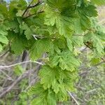 Acer glabrum leaf picture by Peter Nelson (cc-by-sa)