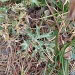 Eryngium spinalba leaf picture by Plantae Lucorum (cc-by-sa)