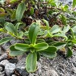 Penstemon davidsonii leaf picture by Adam Van Straten (cc-by-sa)