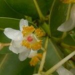 Calophyllum inophyllum flower picture by Bachhav Sudarshan (cc-by-sa)