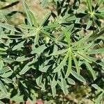 Lupinus arboreus leaf picture by González Rafael (cc-by-sa)