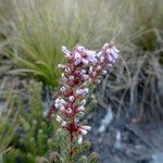 Erica silvatica flower picture by Fabien Anthelme (cc-by-sa)