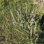 Echium sabulicola habit picture by Denise de Lassat (cc-by-sa)