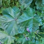 Malva sylvestris leaf picture by Ezequiel Scaglione (cc-by-sa)