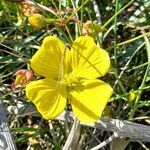 Ludwigia longifolia flower picture by Trap Hers (cc-by-sa)