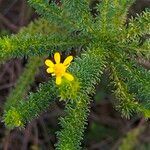 Euryops virgineus flower picture by Maarten Vanhove (cc-by-sa)