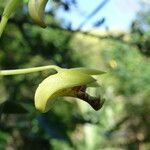 Dendrobium closterium flower picture by Stéphane Lardy (cc-by-sa)