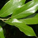 Ocotea mollicella leaf picture by Nelson Zamora Villalobos (cc-by-nc)