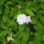 Thunbergia fragrans flower picture by ZOSMO SIMIAO (cc-by-sa)