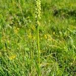 Pseudorchis albida habit picture by Jani Zadrgal (cc-by-sa)