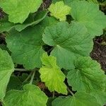 Heuchera villosa leaf picture by Kevin Y (cc-by-sa)