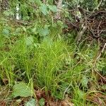 Carex alba habit picture by Yoan MARTIN (cc-by-sa)