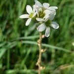 Saxifraga bulbifera flower picture by Marco (cc-by-sa)