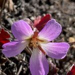 Geranium santanderiense flower picture by Fabien Anthelme (cc-by-sa)