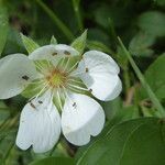 Potentilla montana flower picture by Llandrich anna (cc-by-sa)