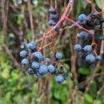 Parthenocissus quinquefolia fruit picture by Josh Senften (cc-by-sa)