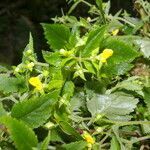 Calceolaria mexicana flower picture by Nelson Zamora Villalobos (cc-by-nc)