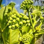 Myodocarpus involucratus flower picture by nicoplant (cc-by-sa)