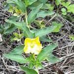 Ludwigia peruviana habit picture by Trap Hers (cc-by-sa)