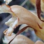 Orobanche lutea fruit picture by Yoan MARTIN (cc-by-sa)