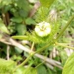 Passiflora foetida flower picture by Sharath Kathare (cc-by-sa)