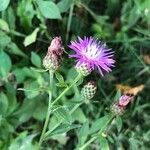 Centaurea nigrescens leaf picture by Jacquie Clendenin (cc-by-sa)