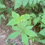 Medeola virginiana leaf picture by Lynda Fournier (cc-by-sa)