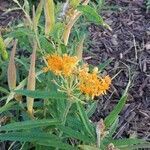 Asclepias tuberosa flower picture by Jelly Fish (cc-by-sa)