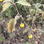 Solanum incanum fruit picture by F F (cc-by-sa)