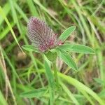 Trifolium rubens flower picture by francoise cloteau (cc-by-sa)