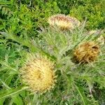 Cirsium horridulum flower picture by Friedman Gerald (cc-by-sa)