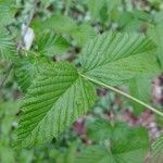 Rhodotypos scandens leaf picture by Brandon Bautista (cc-by-sa)