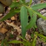 Crotalaria sagittalis leaf picture by Bruce Winter (cc-by-sa)