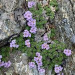 Petrocallis pyrenaica flower picture by Fabien Anthelme (cc-by-sa)