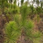 Pinus palustris leaf picture by Luke Luke (cc-by-sa)