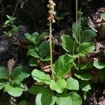 Pyrola minor habit picture by Andrzej Pasierbinski (cc-by-sa)