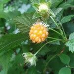 Rubus spectabilis fruit picture by JezzaG (cc-by-sa)