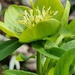 Helleborus odorus flower picture by Jani Zadrgal (cc-by-sa)