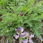 Astragalus alpinus habit picture by Lysiane Briguet (cc-by-sa)