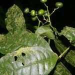 Faramea multiflora fruit picture by Nelson Zamora Villalobos (cc-by-nc)