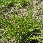 Carex blanda leaf picture by Ross Kat (cc-by-sa)