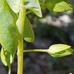 Cerinthe glabra fruit picture by Alain Lagrave (cc-by-sa)