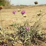 Jurinea kilaea habit picture by Rossen Vassilev (cc-by-sa)