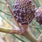 Allocasuarina muelleriana fruit picture by arlas (cc-by-sa)