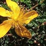 Hypericum balearicum flower picture by Ricardo Lemaur (cc-by-sa)