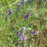 Vicia villosa habit picture by B V (cc-by-sa)